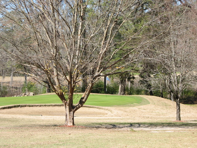 Jefferson Country Club - Trees