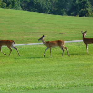 Harmony Golf Preserve