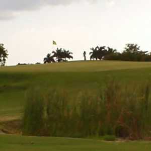 Sugar Cane GC