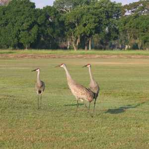 Sarasota GC