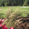 A view of green at Naples Heritage Golf Club