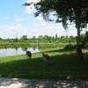 Kissimmee Bay CC