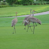 Harmony Golf Preserve: Wildlife