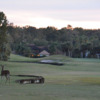 A special guest looking to a hole at Alaqua Country Club