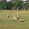 A view from Sarasota Golf Club