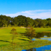 A view over a pond at Mangrove Bay Golf Course.